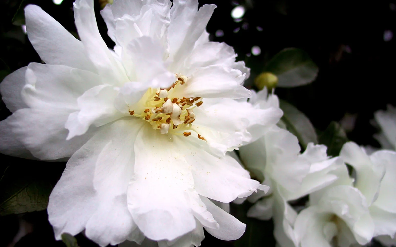 Close-up of a delicate white Camellia sasanqua blossom representing the horticultural heritage and strong community identity of Temple City, Home of Camellias